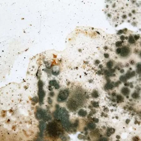 Mold Prevention Lima